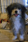 Otis Puppy