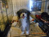 Otis Puppy