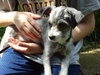 Otis Puppy