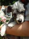 Otis Puppy
