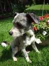 Otis Puppy