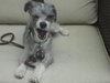 Otis Puppy