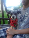 Otis Puppy