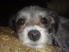 Otis Puppy