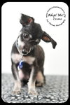Cosmo Puppy