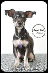 Cosmo Puppy
