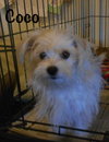 Coco Puppy