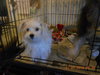 Coco Puppy