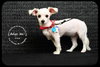 Coco Puppy