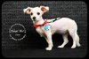 Coco Puppy
