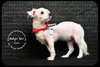 Coco Puppy