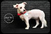 Coco Puppy