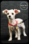 Coco Puppy