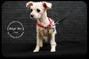Coco Puppy