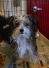 Bijou Puppy