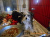 Bijou Puppy