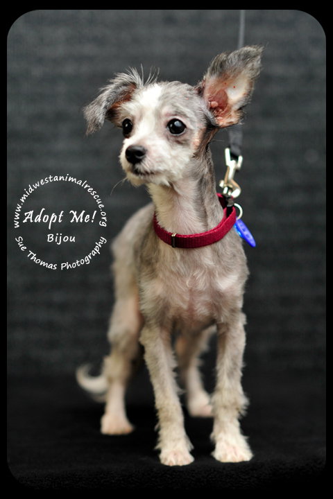 Bijou Puppy