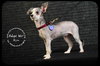 Bijou Puppy