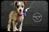 Bijou Puppy