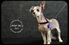 Bijou Puppy