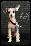 Bijou Puppy