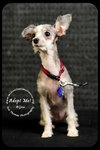 Bijou Puppy