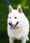 Kodiak