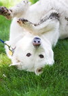 Kodiak