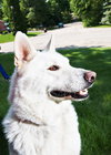 Kodiak