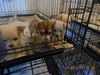 Buttercup-Puppy