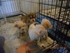 Buttercup-Puppy