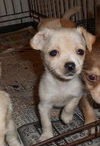 Buttercup-Puppy