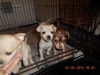 Buttercup-Puppy