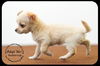 Buttercup-Puppy