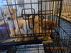Sweet Pea -Puppy