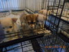 Sweet Pea -Puppy