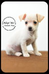 Sweet Pea -Puppy