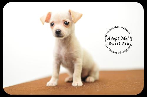 Sweet Pea -Puppy