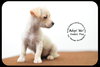 Sweet Pea -Puppy