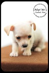 Sweet Pea -Puppy