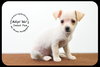 Sweet Pea -Puppy