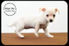 Sweet Pea -Puppy