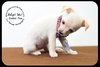 Sweet Pea -Puppy