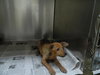 Kirk - Puppy