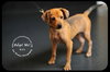 Kirk - Puppy