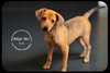 Kirk - Puppy