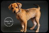 Kirk - Puppy