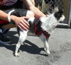 Gidget