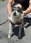 Gidget