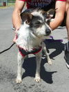 Gidget